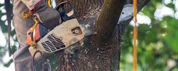 Best Tree and Shrub Care  in East Rancho Dominguez, CA