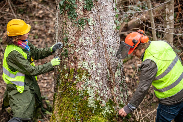 Reliable East Rancho Dominguez, CA Tree Care Solutions